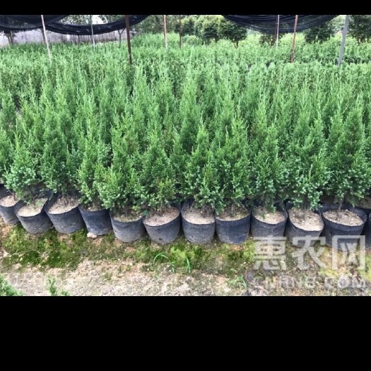 朝阳塔柏树苗 