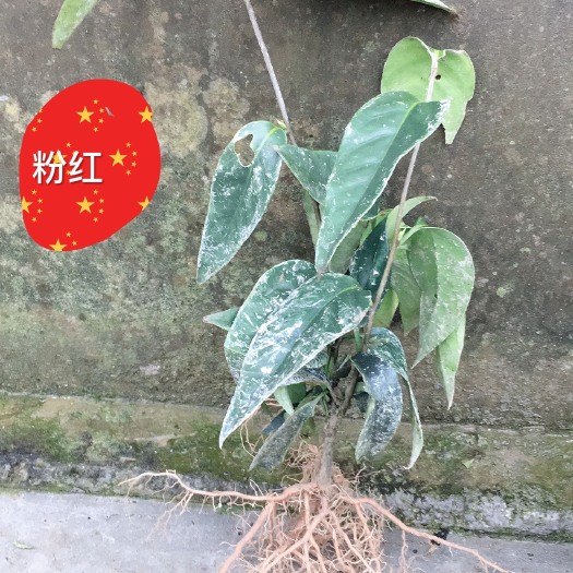 通道县粉红黑老虎苗  粉红布福娜苗，根部发达，产地直销，包邮！