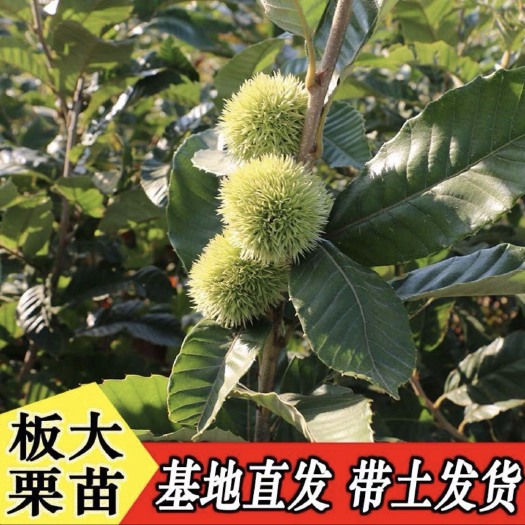 平邑县油栗苗 嫁接苗 1~1.5米 
