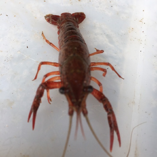 洪湖市小龙虾苗