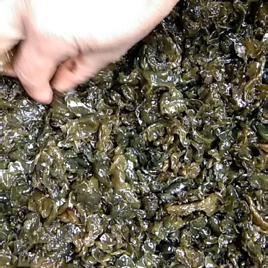 上高县新鲜地皮菜 鲜货
