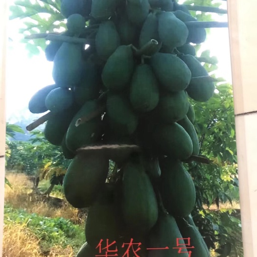 广州红心木瓜苗  