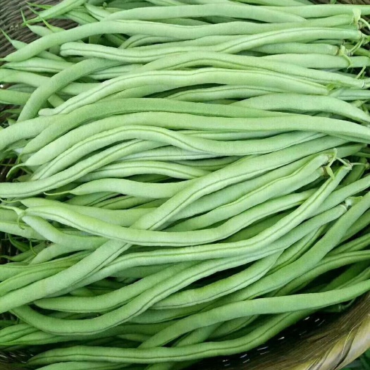 保山无筋豆角 40cm~70cm 