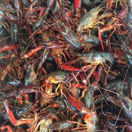 潜江市潜江小龙虾 稻田虾 4.2-6.2