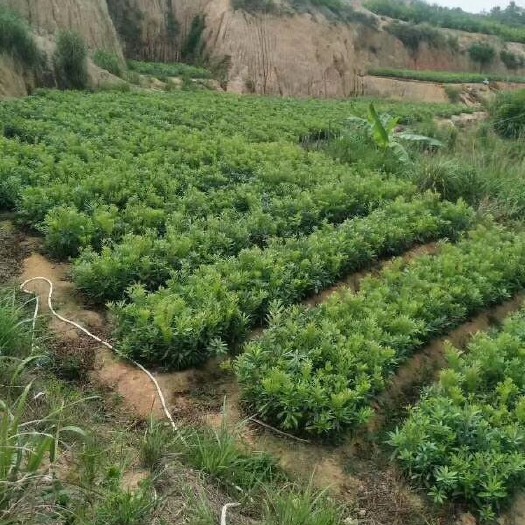 灵山县杨梅实生苗