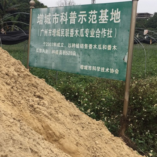 广州番木瓜苗 