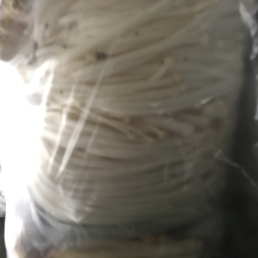 资阳白金针菇 未开伞 1.5cm以下 13cm~15cm 一级 