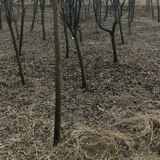 南阳木瓜树 8公分木瓜树