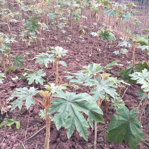通心草  种苗  种子（5斤起）