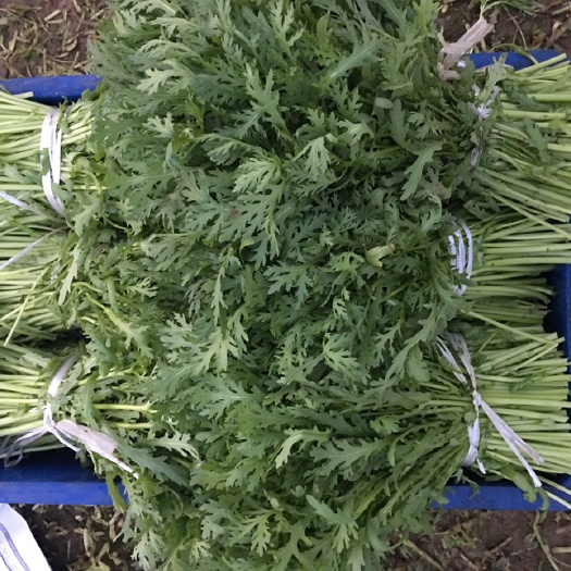 闻喜县小叶茼蒿 10~15cm 