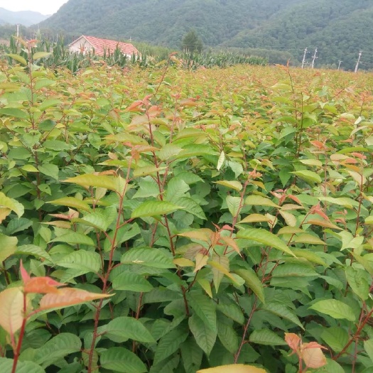 大连山樱桃苗 本溪山樱桃嫁接砧木