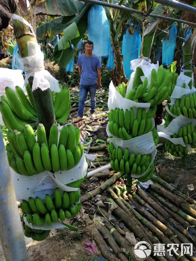 缅甸香蕉 七成熟 