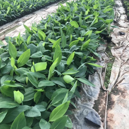 广州粉蕉苗 