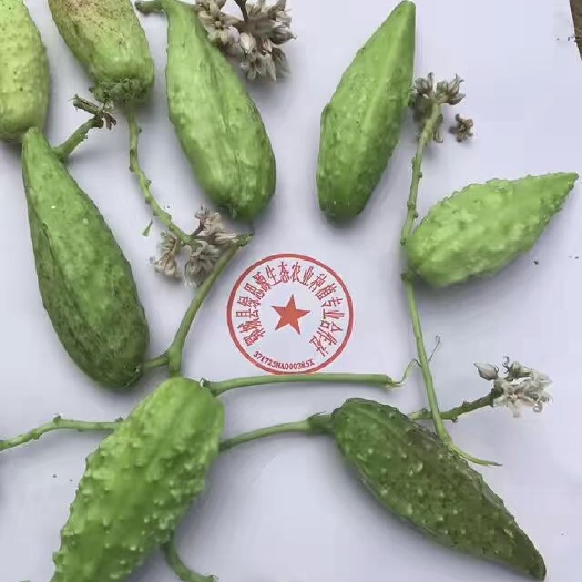 地稍瓜 种植 100g以下 3cm-5cm 