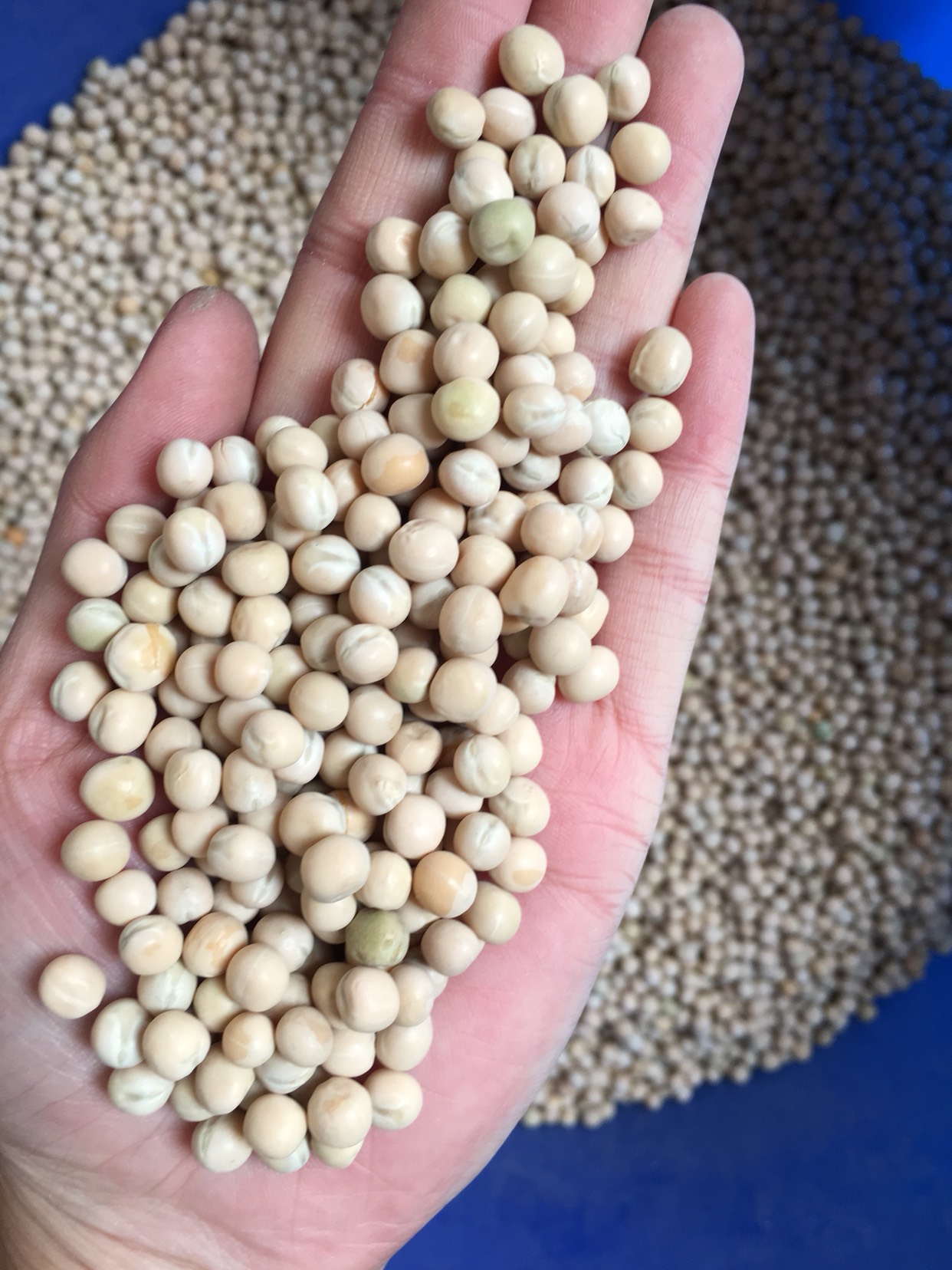 干白豌豆 白豌豆颗粒饱满芽苗菜用水培种子