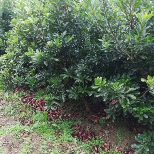 靖州县黑高峰杨梅树苗 