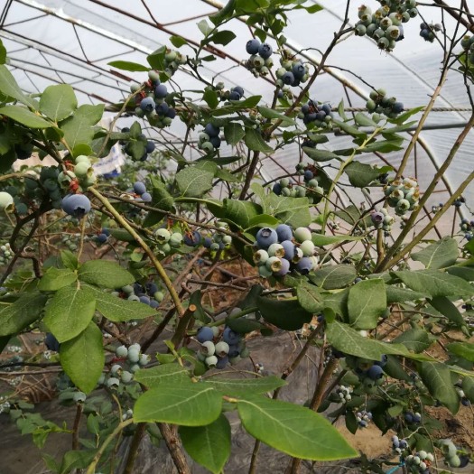 宽甸县北陆蓝莓 12 - 14mm以上 鲜果 