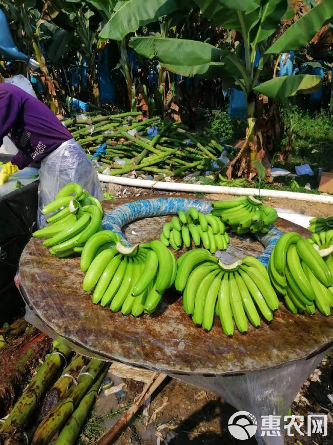 缅甸香蕉 七成熟 