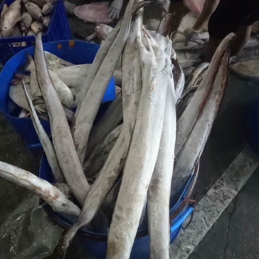 福州 印尼船冻鳗鱼，未开肚，整支船冻