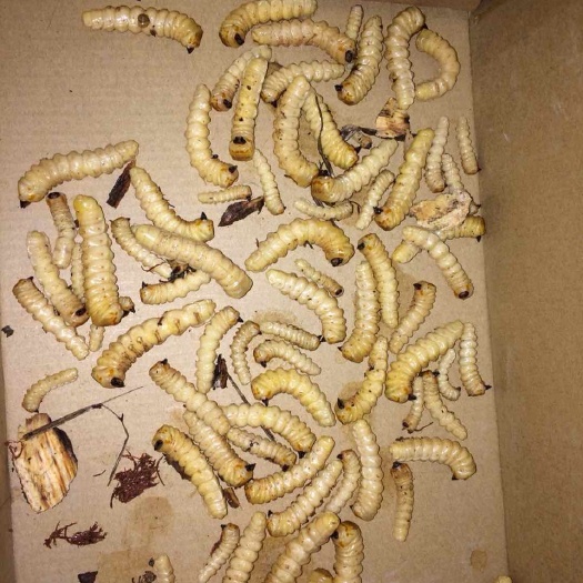 六盘水斗米虫 