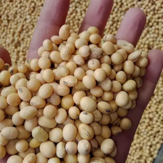 子洲县黄大豆 生大豆 2等品 