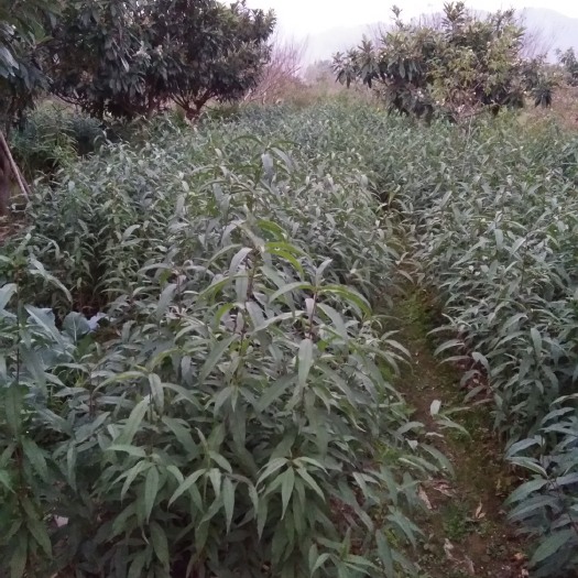 翁源县嫁接桃树苗 1~1.5米 