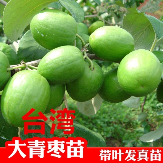 普宁市大青枣苗 