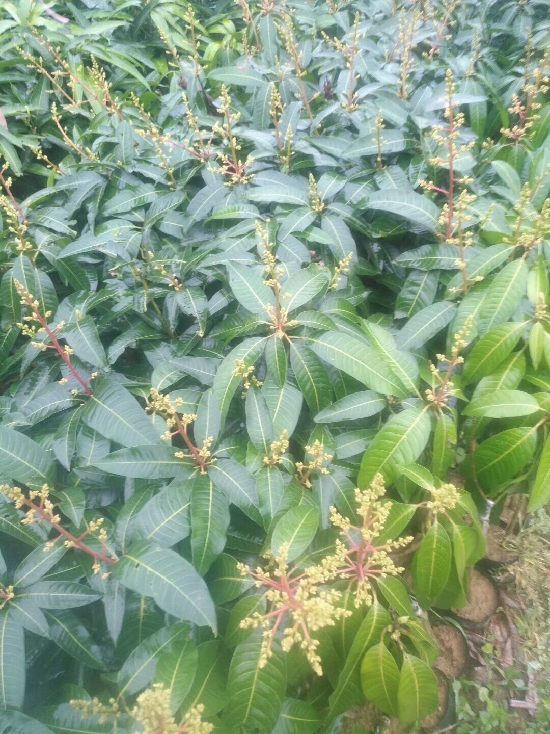 貴妃芒果苗  味道鮮甜核小皮薄口感好