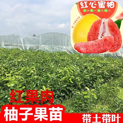 普宁市红肉蜜柚苗 