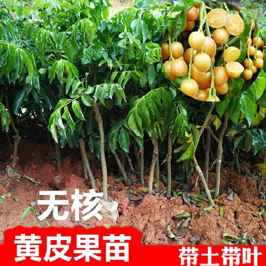 普宁市无核黄皮果苗 