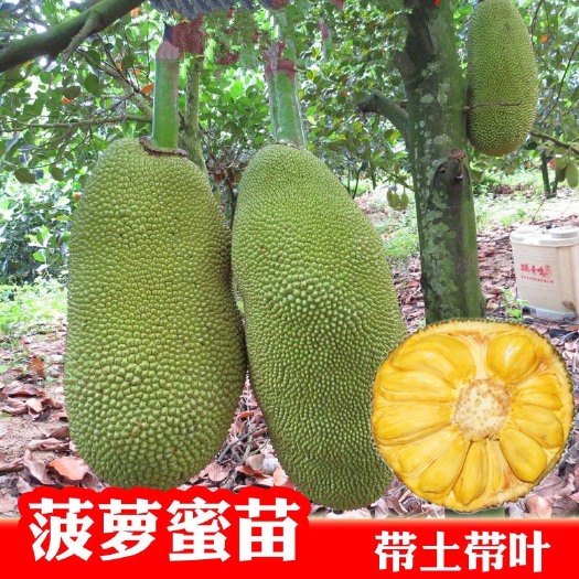 普宁市海南菠萝蜜苗 