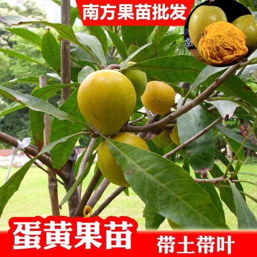 普宁市树蛋果苗 蛋黄果苗 鸡蛋果苗