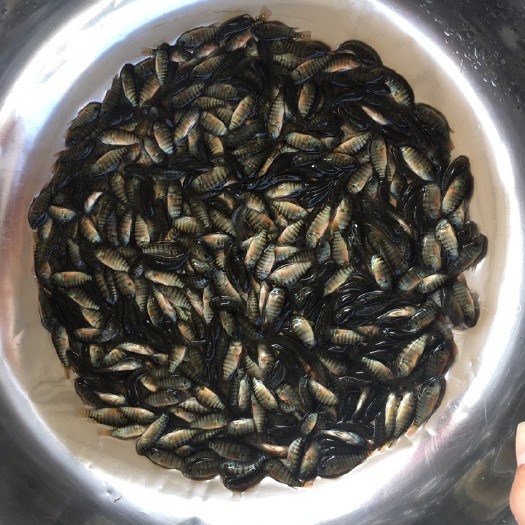 清远罗非鱼苗  海南青宝路/罗非水花/生长速度快，抵抗力极强，