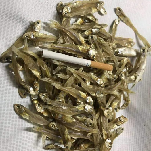 广州小鱼干 6-12个月