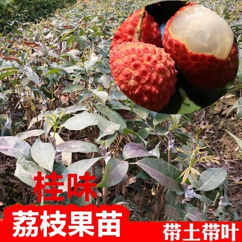 普宁市怀枝荔枝苗 优质品种桂味荔枝果苗