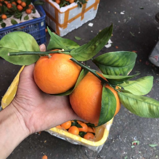 广州沃柑 2 - 3两 统货 