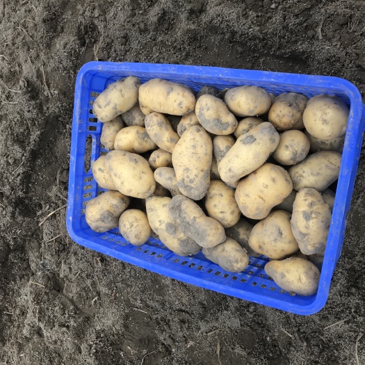荷兰15号土豆 3两以上 