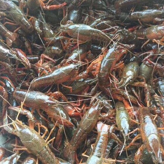 深圳岳阳小龙虾 人工养殖 4-6钱 
