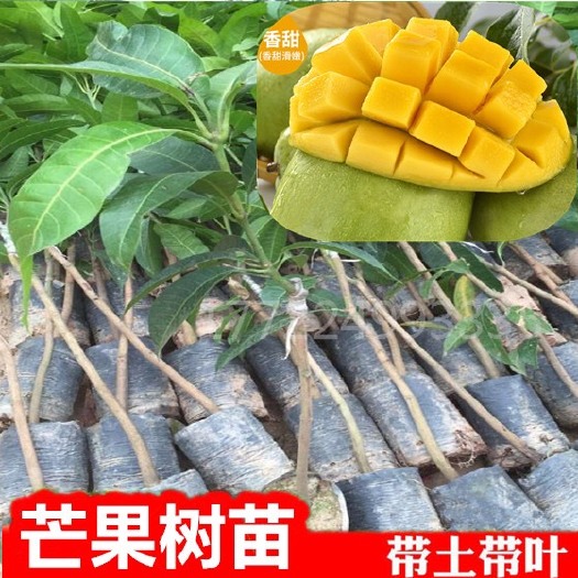 普宁市金煌芒果苗 
