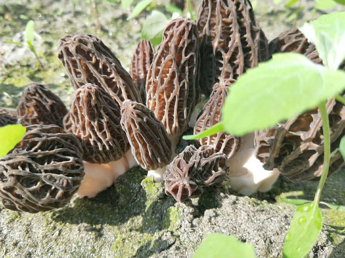 羊肚菌鲜货尖顶灰黑色人工种植3cm6cm