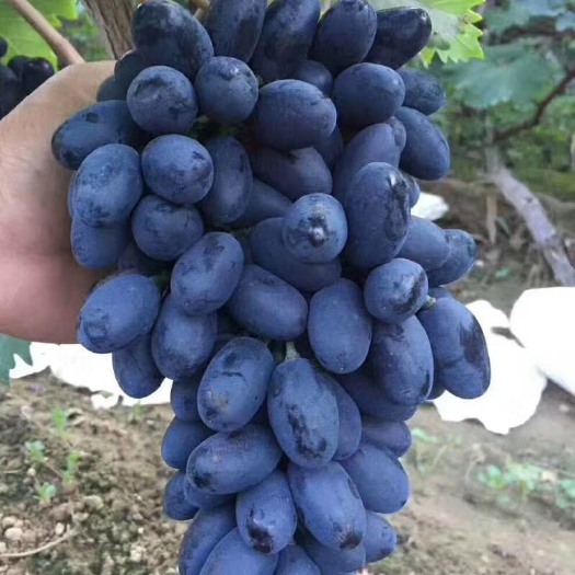泰安蓝宝石葡萄苗 