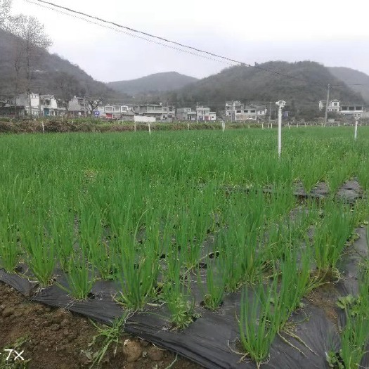 贵阳小香葱 