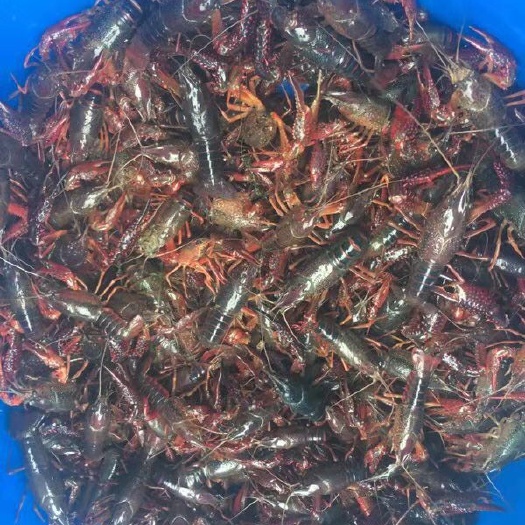 重庆市小龙虾苗 
