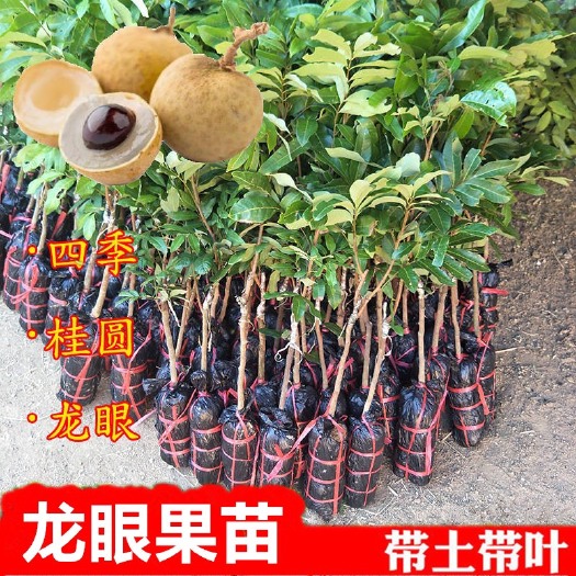 普宁市石峡龙眼树苗 