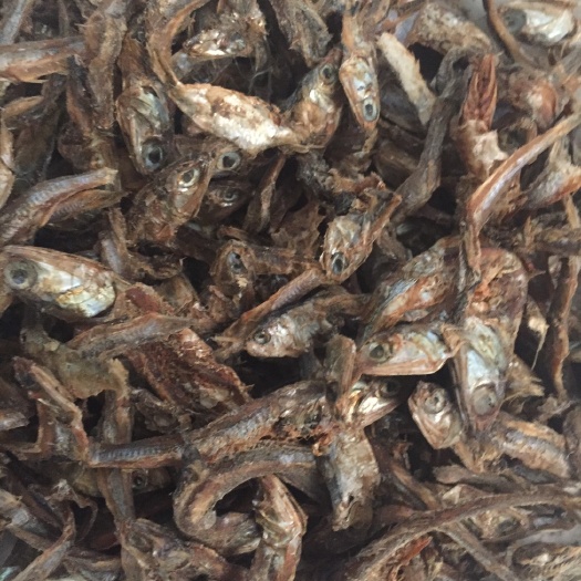 海兴县饲料鱼 鱼干 鱼粉 虾粉