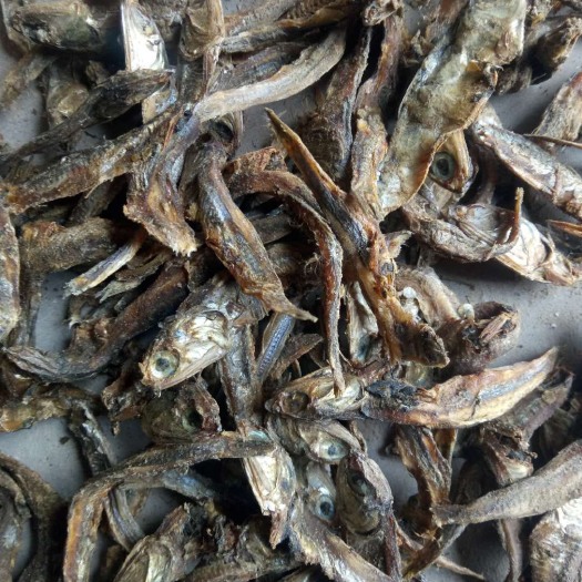 海兴县饲料鱼 小鱼 小鱼干