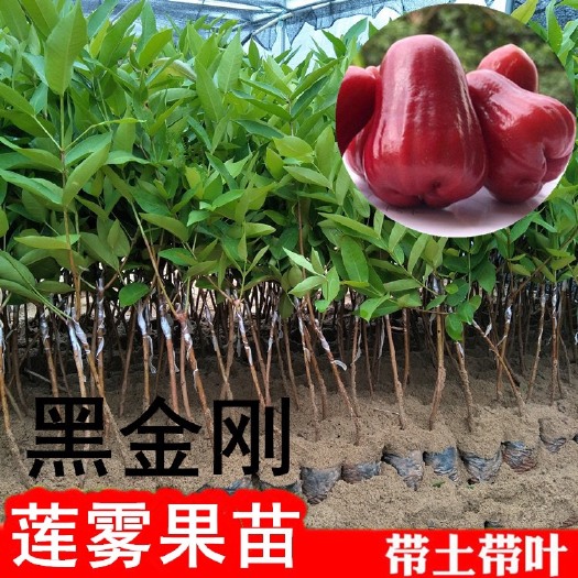 普宁市黑金刚莲雾苗 