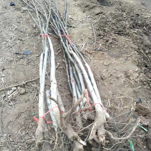 泰安薄皮核桃苗 