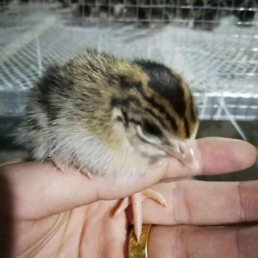 怀宁县珍珠鸡苗 