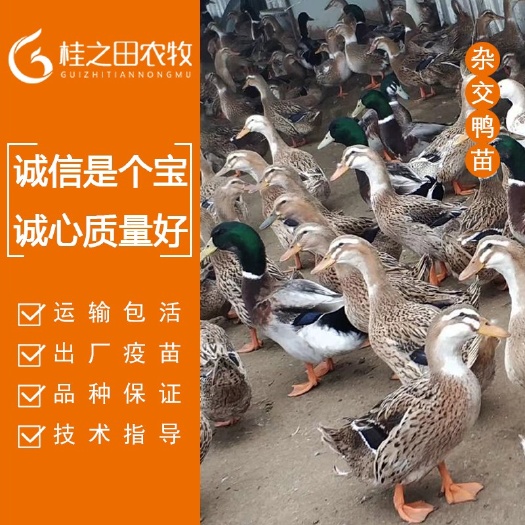 南宁广西麻鸭苗 杂交鸭苗  郊区杂交鸭苗 青头鸭成品7-8斤